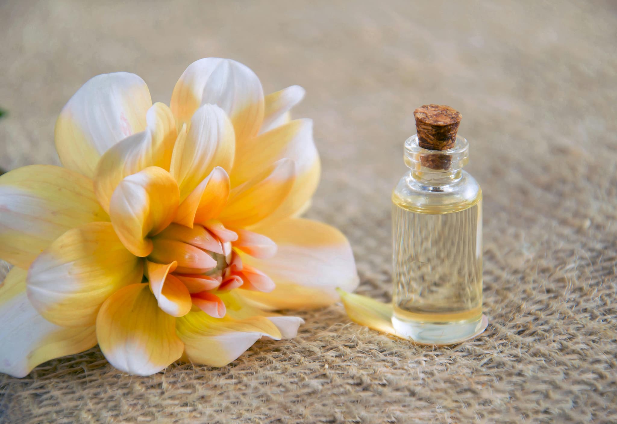 French Avenue parfum collectie: exclusief en chic