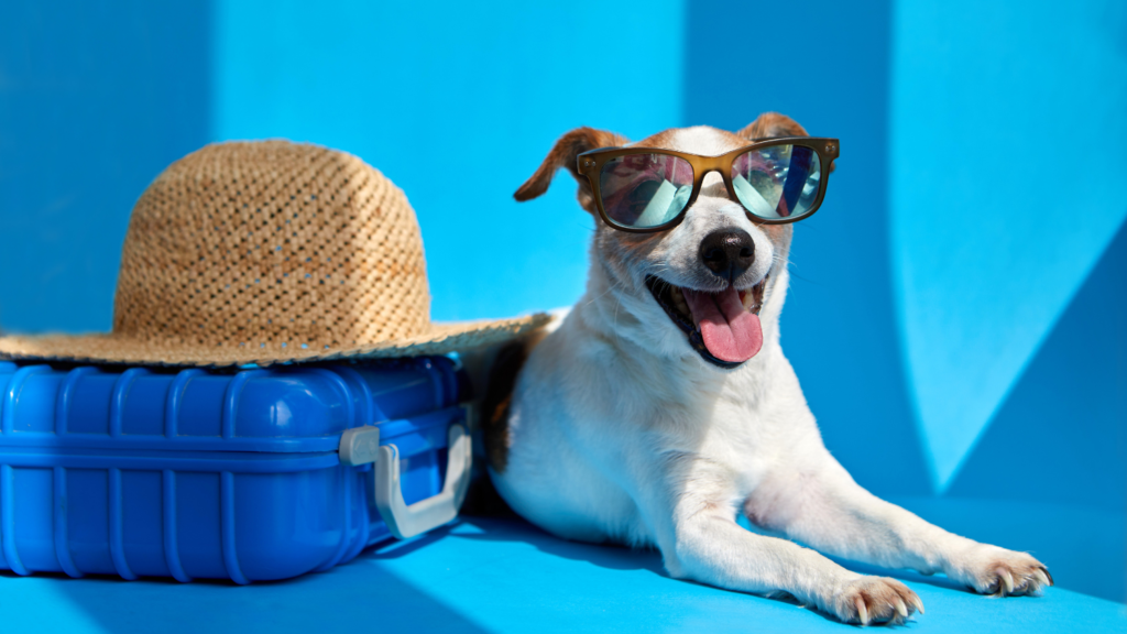 Vet Home Certs: Cheap, Convenient Pet Certificates in Hand