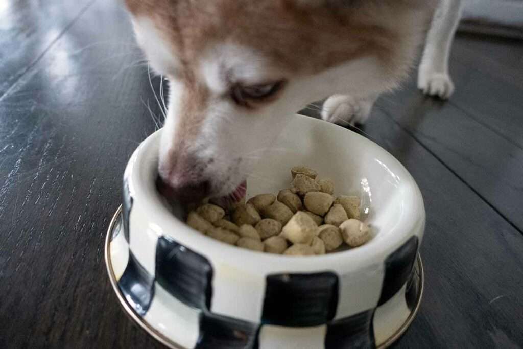 Dr Martys Dog Food: Enhancing Coat Health with Natural Nutrients