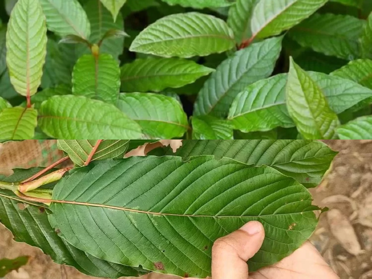 Fresh, Natural Kratom Tea Thailand Locals Recommend